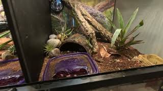 quick update on the animals reptile reptiles amphibian bioactive [upl. by Ellehcil]