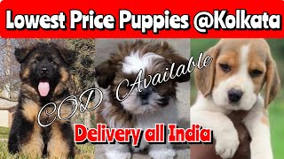 Dogs Sale in Kolkata 🔥Cheapest Puppies sale in Kolkata 🚫 All Over India Delivery 🚚 Low Price 💸 [upl. by Eulaliah]