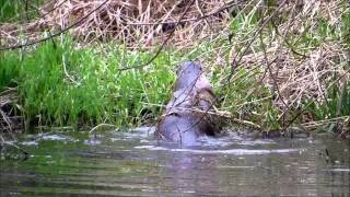 Otters Mating [upl. by Lynnette]