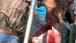 Deer Processing 2 Quartering  Indiana DNR [upl. by Aiyekal]