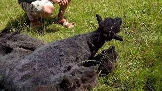 Shearing a black Ouessant sheep [upl. by Anailuj107]