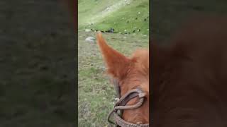 UN DIA CUALQUIERA ARREANDO LOS GANAOS  VACAS MONTADOS A CABALLO [upl. by Babs]