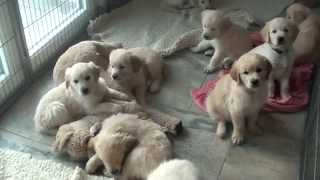 Golden Retriever Welpen  puppies [upl. by Repsac]