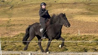 FOR SALE  Hvíða  große brave Fünfgangstute mit Safe Siegel  Islandpferd kaufen [upl. by Cheyne100]