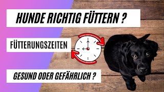 Fütterungszeiten  Hunde richtig füttern  so geht´s [upl. by Warder220]