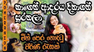 Pomeranian  2022  everything about  puppy  best pet  facts  Zone of the animals  sinhala [upl. by Letnuahs]