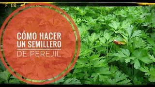 Como hacer un semillero de perejil especial macetohuerto [upl. by Llebpmac252]