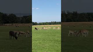 National Trust  Tatton Park United Kingdom 🇬🇧 [upl. by Rudie]