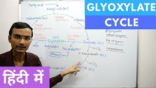 Glyoxylate Cycle in Hindi [upl. by Nadnarb]