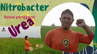 Nitrobacter sebuah solusi [upl. by Aicsila]