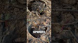 Dont Squish This Spider 😱 shorts viral [upl. by Scheers]