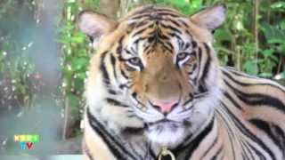 Tiger For Kids  Animal Videos For Children  Kids Tv Animals  Kids Videos  Animal World [upl. by Hadwin827]