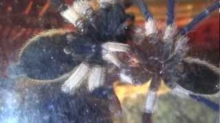 Monocentropus balfouri mating Paarung [upl. by Ichabod]