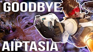 Lets kill Aiptasia in Beckas Reef Tank [upl. by Nainatrad]