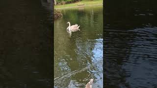 The curiosity of two cygnets adventure in a haunted pond [upl. by Alocin852]