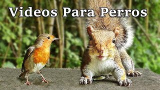 Videos Para Perros  Pájaros y Ardillas [upl. by Ennayhs]