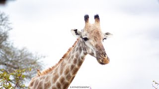 Look how giraffes eat [upl. by Selden]