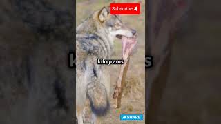 10 Incredible Facts About Wolves You Won’t Believe🐺shorts [upl. by Enavi]