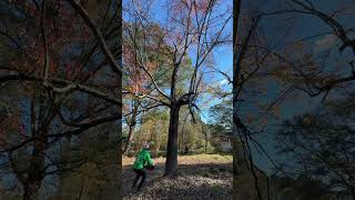 treecuttingservice foryou youtubeshorts live wood treeservice treeservicesnearme viralvideo [upl. by Natalia]