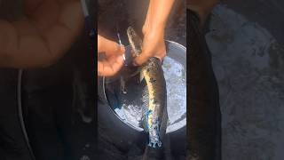 വരാൽ എതു നിമിഷവും മരണപ്പെടാം  Fish fungus treatment fish viral shorts fishtreatment fungus [upl. by Venola]