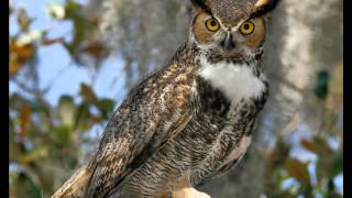 45 Owl Great Horned Territorial hooting duet copulation [upl. by Fen]