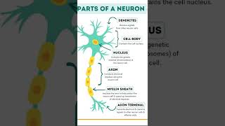 Parts of neuron  anatomy humananatomy science nervous neuroscience neuron [upl. by Ahsilla]