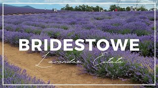 Bridestowe Lavender Estate Tasmania [upl. by Trebleda]