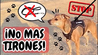 💛🐶¡No más tirones🐶💛 [upl. by Oirobil881]