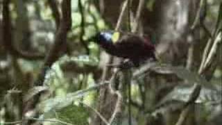 David Attenborough finds the rare exotic Wilsons bird of paradise  BBC wildlife [upl. by Eshelman]