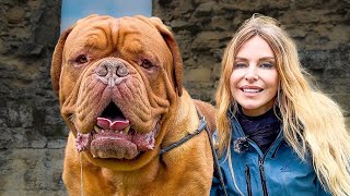 DOGUE DE BORDEAUX  FEROCIOUS GUARD DOG OR FAMILY PET  French Mastiff [upl. by Anawd]