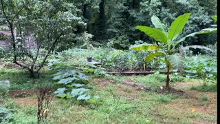 No water for a month food forest surviving the drought season [upl. by Neuberger]