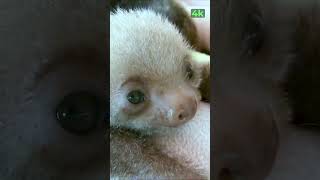 Baby Sloth Sound  Sloth Moving  Sloth Bear  Cute Sloth  Sloth Noises  Sloth [upl. by Dasie669]