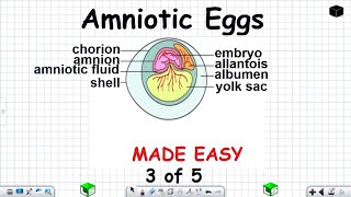 Life Sciences Grade 12 Amniotic Eggs Reproduction in Vertebrates Part 3 of 5 [upl. by Leirbma583]