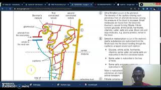 Excretion amp Homeostasis Pt 1  Kidneys [upl. by Lemmor]