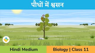 Respiration in Plants Class 11 Biology  Glycolysis  Fermentation  Aerobic  in Hindi [upl. by Hamann]