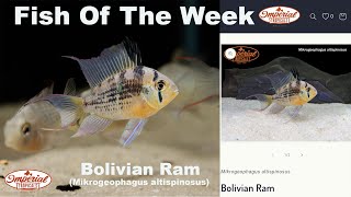 Bolivian Ram Mikrogeophagus altispinosus [upl. by Alphonso664]