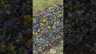 Flower Bed And Decorative Bush💐🌞👍 [upl. by Reinke]