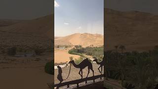 Natural Qasr al Sarab Luxury Desert Resort world’s largest –Camel UAE tradition desertview [upl. by Jacob]