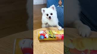 Nico is dog talented 🐶🐶 smartnico nico dog usa ytamerican ytusa viralvideo [upl. by Antonio]