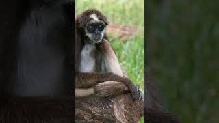 Variegated Spider Monkey Ateles hybridus in Family Atelidae  Observed in Description [upl. by Reseta]