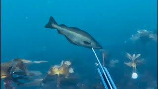 Spearfishing on the Moray coast  Scotland [upl. by Jordanna]