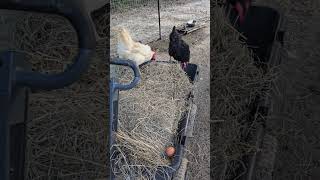 A Different Kind of Hay Ride hayride chickens farmlife [upl. by Columbus]