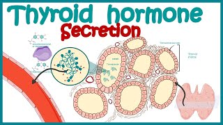 Thyroid hormone secretion  Endocrinology  Synthesis of Thyroid Hormone [upl. by Wynny353]