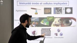 Immunité innée cellules impliquées histoire évolutive [upl. by Raychel]