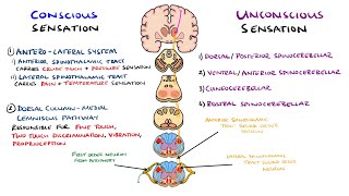 Spinothalamic Tract and Dorsal Column Medial Lemniscus Pathway  Ascending Tracts of the Spinal Cord [upl. by Ladnyc]