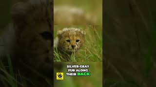 Discover Why Cheetah Cubs Mimic Honey Badgers [upl. by Stedman]