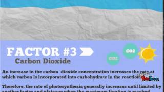 5 Factors That Affect Photosynthesis [upl. by Asilahs]