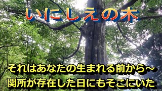 福井県三方郡美浜町新庄の林道粟柄～河内谷線へ行ってみた。【前編】 [upl. by Alane]