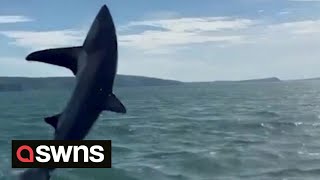 Rare footage captures large shark leaping high out of the water  SWNS [upl. by Nidnal243]