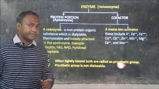 CHEMICAL NATURE OF ENZYME STRUCTURE OF ENZYMES RIBOZYME HYBRID ENZYME AND ABZYME [upl. by Keefe232]